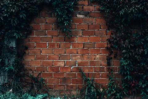 Red bricks rusty wall and climbing ivy background 스톡 사진