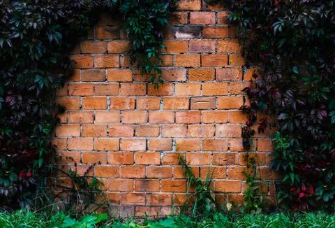 Red bricks rusty wall and climbing ivy background 库存照片