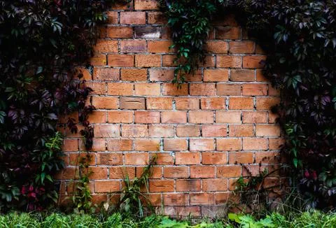 Red bricks rusty wall and climbing ivy background 스톡 사진