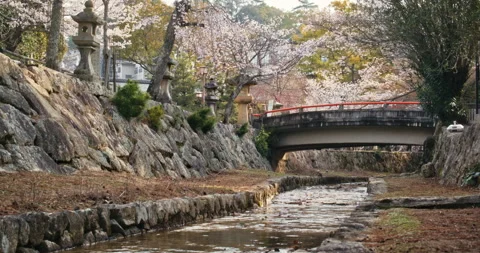 Red Bridge Over Stream With Cherry Blossoms Hiroshima Japan Stock Footage 344231541