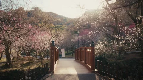 Red Bridge Surrounded by Plum Blossoms at Atami Baien Plum Garden, Japan Stock Footage 345999019
