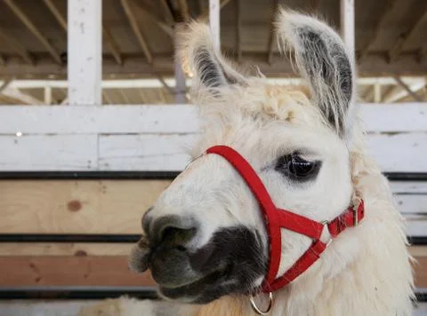 Red bridled llama Stock Photos