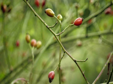 Red briers on bushes floating in wind. Detail view on briar and leaves. Видео 80686354