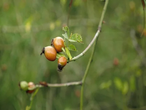 Red briers on bushes floating in wind. Detail view on briar and leaves. Stock Footage
