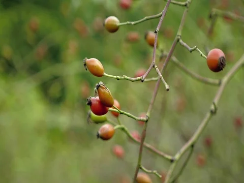 Red briers on bushes floating in wind. Detail view on briar and leaves. Видео 80688834