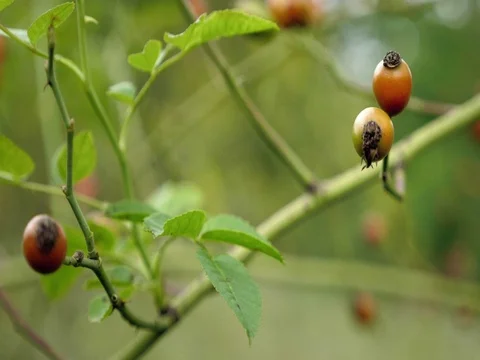 Red briers on bushes floating in wind. Detail view on briar and leaves. Видео 80730114