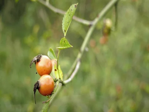 Red briers on bushes floating in wind. Detail view on briar and leaves. Видео 80730685