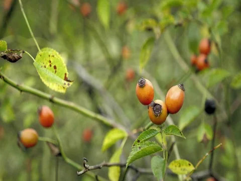 Red briers on bushes floating in wind. Detail view on briar and leaves. Vidéo 80861184