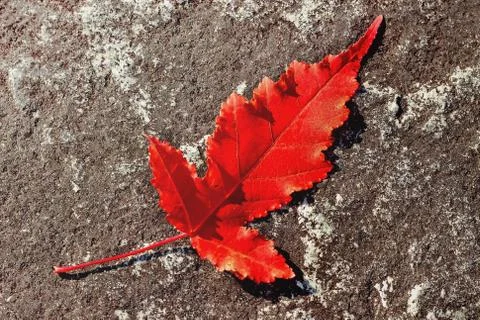 Red bright autumn maple leaf lies on the rock Stock Photos