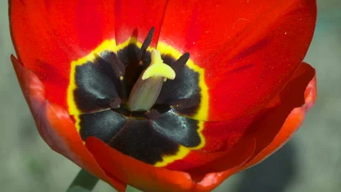 Red bright flowering tulip Stock Footage 107828075