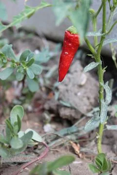 Red Bright Pepper Stock Photos