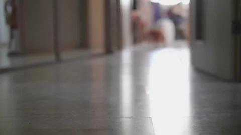 Red british cat chasing laser pointer towards camera. Slowmo. Stock Footage 80909924
