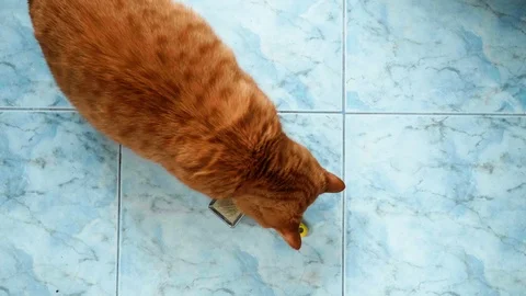 Red British cat comes up to comb and shows with its paw that he needs to be Stock Footage 111246913