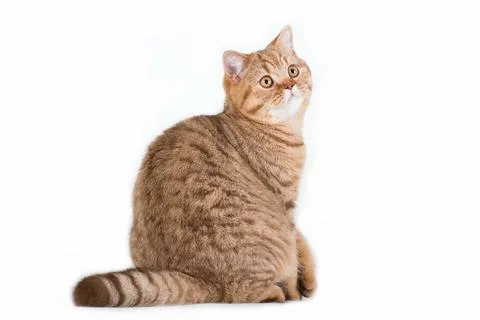 Red british cat looking back on white background Stock Photos