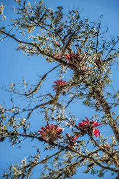 Red bromelia on the branches Stock Photos