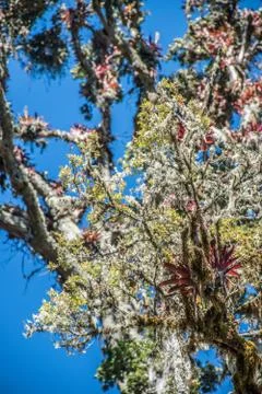 Red bromelia on a tree branches Stock Photos