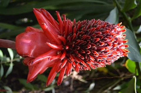 Red Bromeliad 스톡 사진