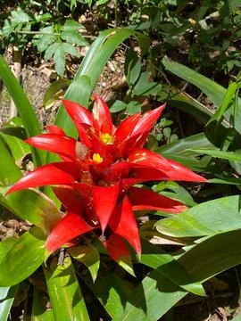 Red bromeliad Stock Photos