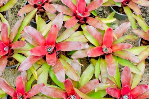 Red Bromeliads Stock Photos