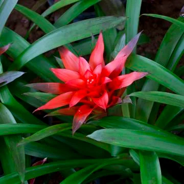 Red Bromeliads Stock Photos