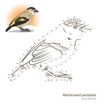 Red browed pardalote bird learn to draw vector Stock Illustration