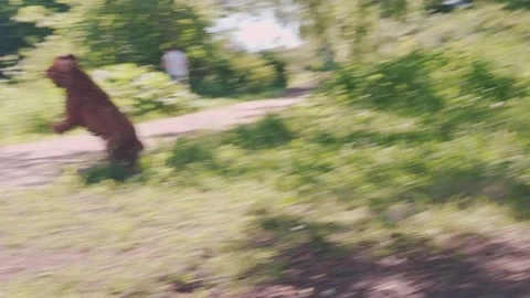 Red brown cocker spaniel dog runs and plays, wags tail, catches tennis ball Stock-Footage 197063526