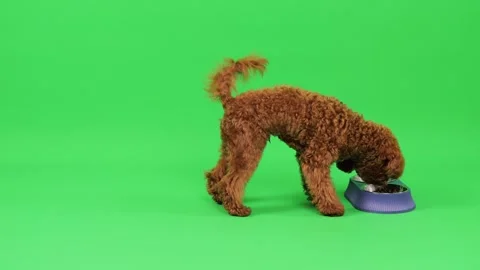 Red-brown colored Toy poodle. Eating from a bowl in a nice position in the Stock Footage 273457930