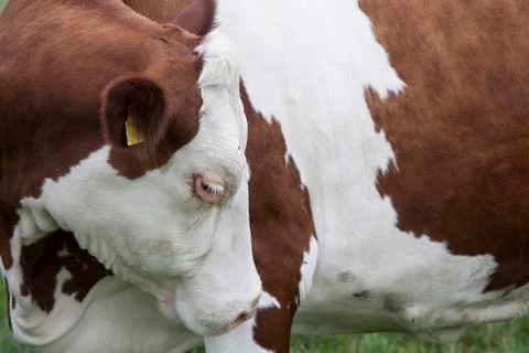 Red brown cow with white eyelashes Stock Photos