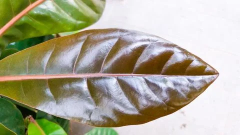 Red-brown, dense foliage with a rustic texture. Stock Photos