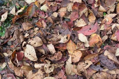 Red, brown fallen leaves Stock Photos