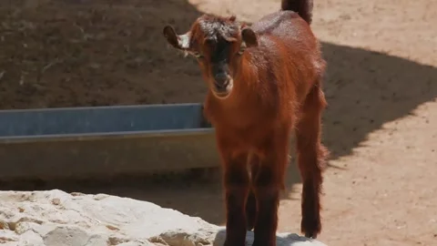 Red brown goat standing farm enclosure daylight Stock Footage 345700712