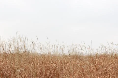 Red brown grass field in park scenery in winter Stock Photos