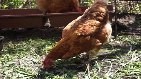 Red-brown hen pecks at a seed on the green grass of a farmer's farmstead. Sunny Stock Footage 154676560