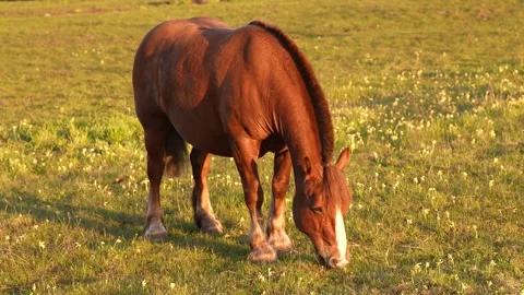 A red-brown horse eats grass in a field Stock Footage 314075887