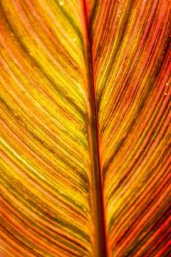Red brown leaf texture Foto stock