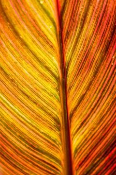 Red brown leaf texture Red brown leaf texture showing all nerves; Chloropl... Foto stock