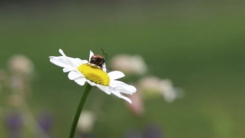 The Red-Brown Longhorn Beetle Mating on Leucanthemum Stock Footage 136815606