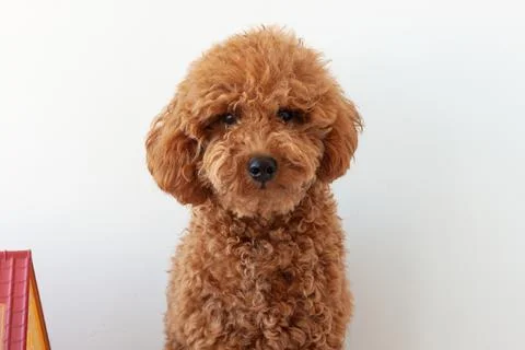 Red brown miniature poodle muzzle close-up on a blue background Stock Photos