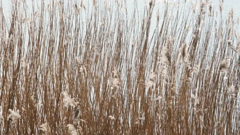 Red brown reeds in front of glittering sunlit water Stock Footage 234593299
