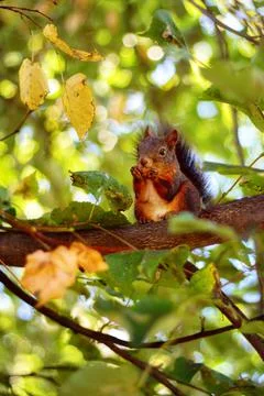Red-brown squirrel sitting on a tree branch and eating an acorn Stock Photos