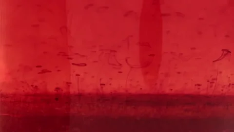 Red bubbles form and slowly rise through transparent red liquid, macro Stock Footage 168151295