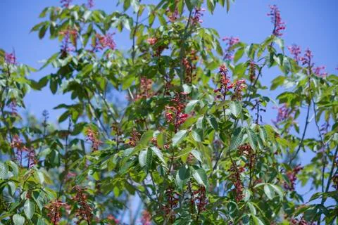 Red Buckeye Tree Stock Photos