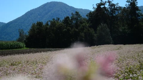 Red buckwheat field, forest in the back Stock Footage 41462135