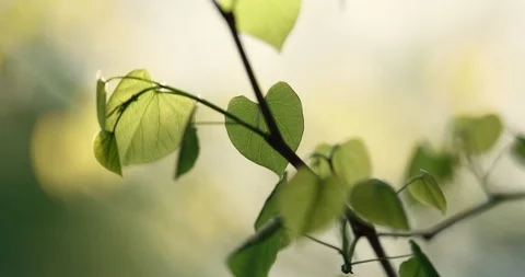 Red bud leaf shakes in the wind deep focus Stock Footage 94414714