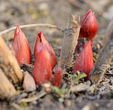 Red bud 库存照片