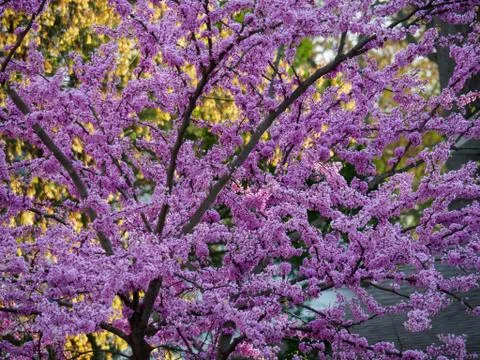 Red Bud Tree Blooming 스톡 사진
