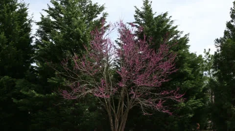 Red bud tree Stock Footage 22772048