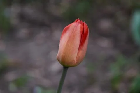 The red Bud of Tulip Stock Photos