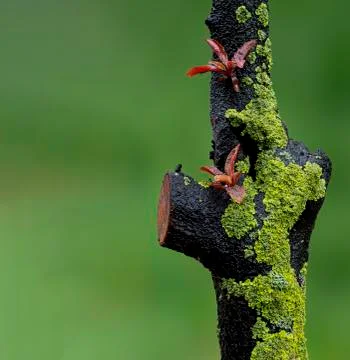 Red budding flower on tree branch Stock-Fotos