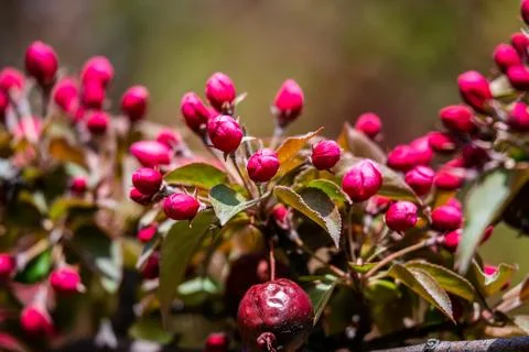 Red buds of the apple tree Stock Photos